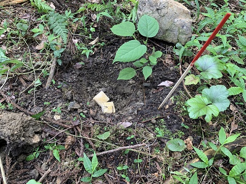 野外散布ワクチン