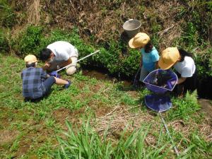 田んぼの学校活動事業(三城小)