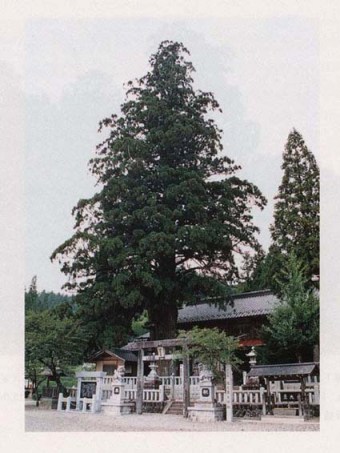 里宮佐久良太神社のスギ