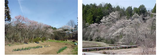 岩谷堂のシデコブシ群生地