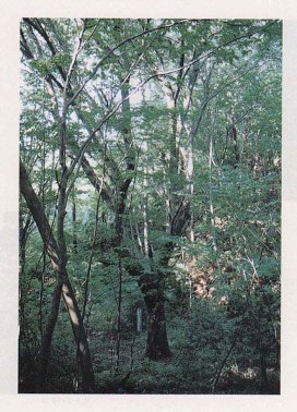 亀ケ沢のハナノキ自生地