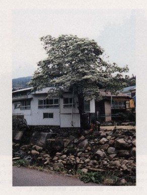 中野方のヒトツバタゴ自生地