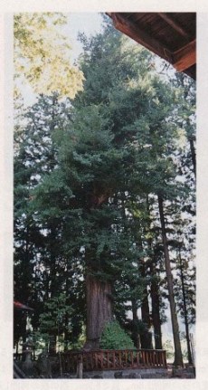 加茂のイチョウ