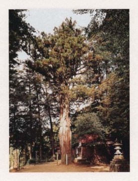 高山神明神社の大スギ