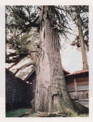 高山白山神社の矢立スギ