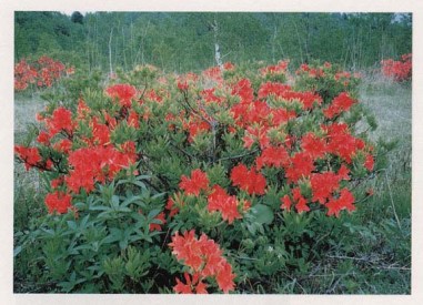 子の原高原レンゲツツジ群落