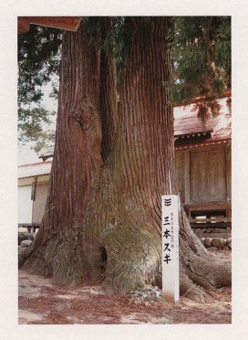 若宮八幡神社三本スギ