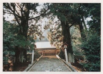 宮谷神明神社の夫婦スギ