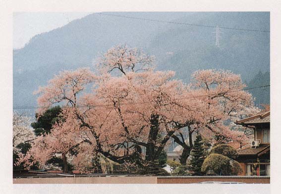 羽根白山のサクラ