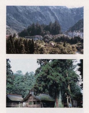 祖師野八幡神社の社叢