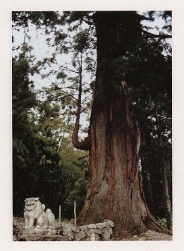 芦倉八幡神社のスギ