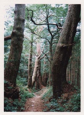 大船神社参道の松並木