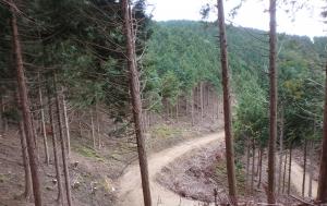 搬出間伐を実施した森林