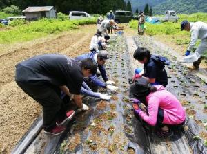 棚田保全活動