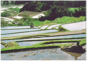 佳作の応募作品の写真「田植えの季節」板津進