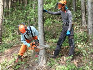 高校生が指導を受けながらチェーンソーで木を伐っている写真