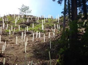 森林整備の画像