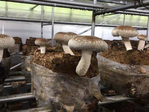 しいたけが発生している写真