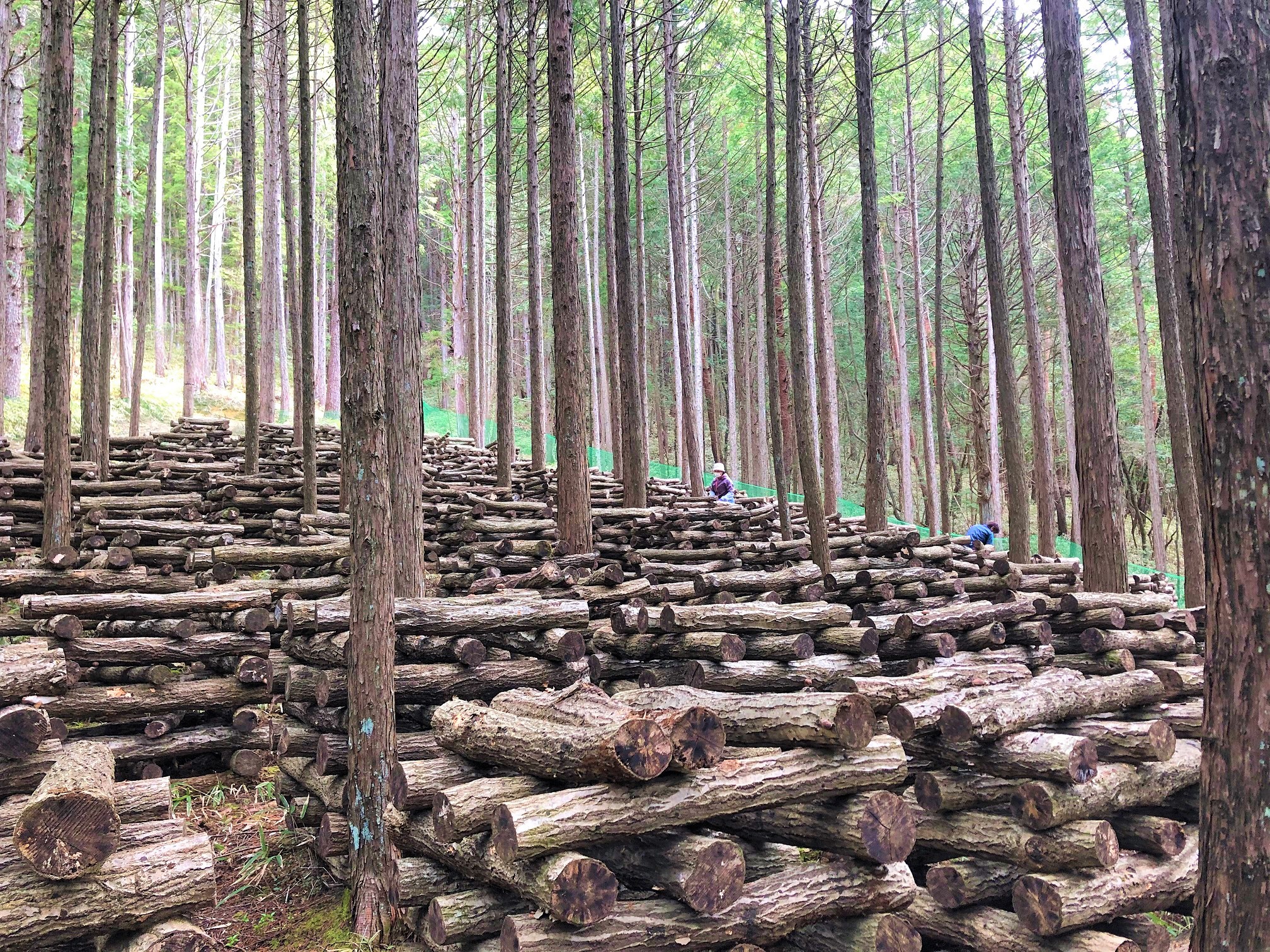 藤井_栽培現場