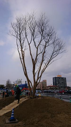 植樹写真