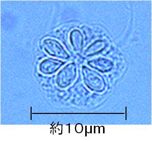 岐阜県保健環境研究所提供の画像