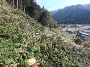 バッファーゾーン整備_中津川市加子母