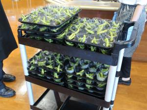 枝豆の試食配布