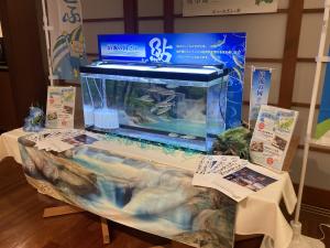 鮎の水槽展示