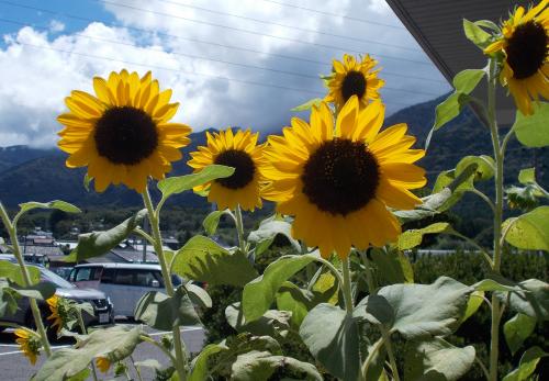 玄関で咲くひまわり