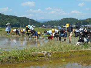 田植えの指導