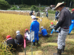 稲刈りの様子