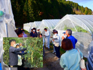 夏秋トマトにおける農福連携の推進