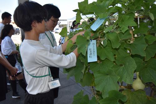 ヒョウタンに短冊をつけている様子