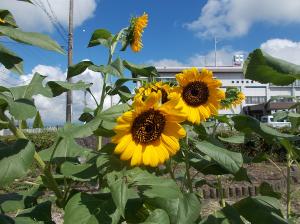 ひまわり２