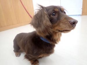 ほうじちゃの写真