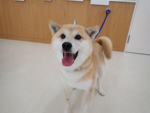 だいこんの写真