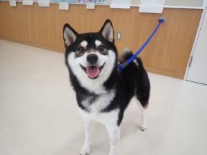 はんそでの写真