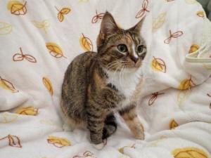 キャビアの写真