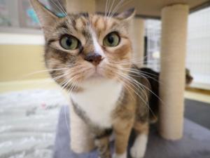 フォアグラの写真