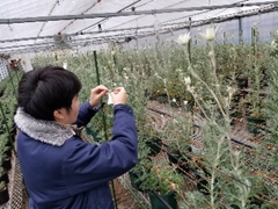 フランネルフラワーの調査の様子