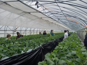 いちごほ場巡回研修