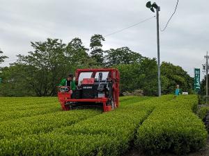 茶収穫