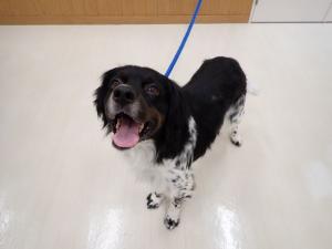 マックスの写真