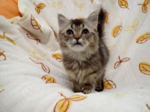 もんじゃの写真