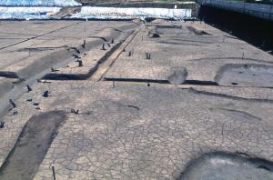 今宿遺跡の微高地の近景です。