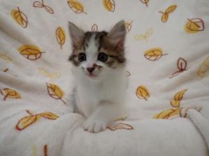 コットンの写真