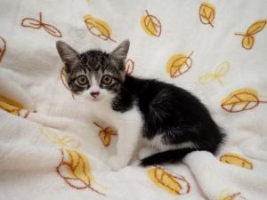 オリビアの写真