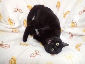 たんたんの写真