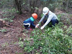 間伐作業の様子