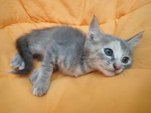 さばにゃんの写真